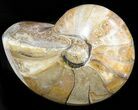 Polished Nautilus Fossil - Madagascar #47393-1